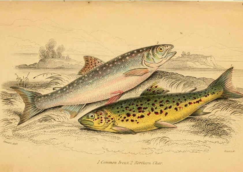 Reproducción/Reproduction 6073113408: The natural history of British fishes. v.1. Edinburgh,W. H. Lizars; [etc.]1843