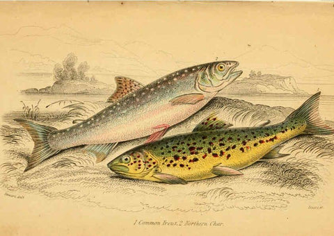 Reproducción/Reproduction 6073113408: The natural history of British fishes. v.1. Edinburgh,W. H. Lizars; [etc.]1843