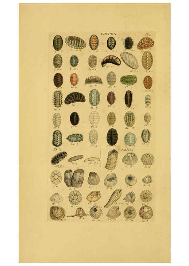 Reproducción/Reproduction 6072677579: Index testaceologicus London,Willis and Sotheran,1856