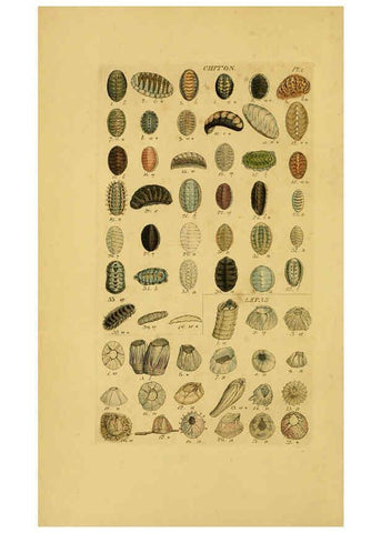 Reproducción/Reproduction 6072677579: Index testaceologicus London,Willis and Sotheran,1856