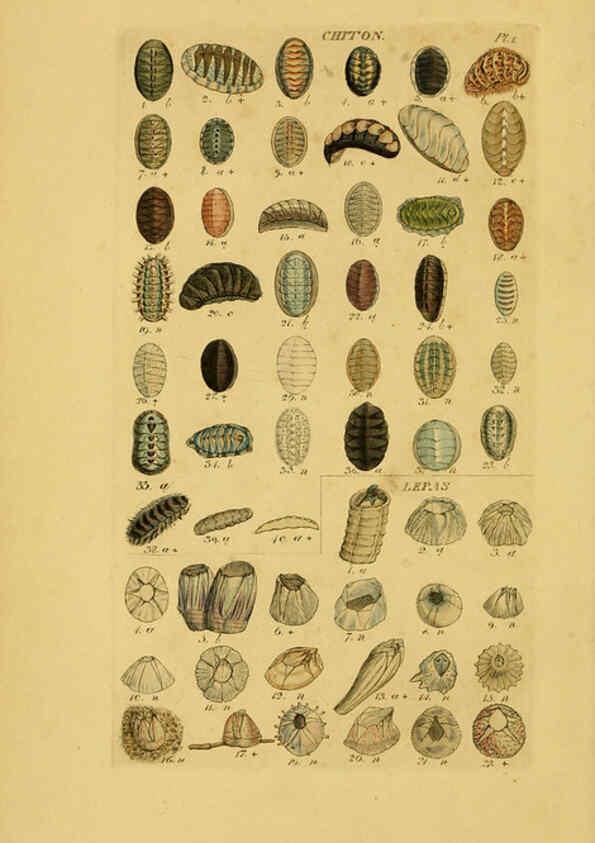 Reproducción/Reproduction 6072677579: Index testaceologicus London,Willis and Sotheran,1856