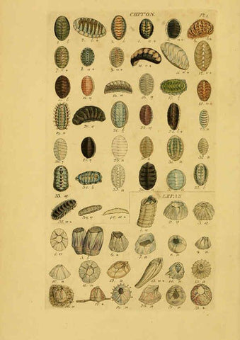 Reproducción/Reproduction 6072677579: Index testaceologicus London,Willis and Sotheran,1856