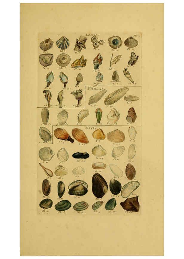 Reproducción/Reproduction 6073218906: Index testaceologicus London,Willis and Sotheran,1856