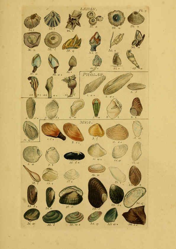 Reproducción/Reproduction 6073218906: Index testaceologicus London,Willis and Sotheran,1856