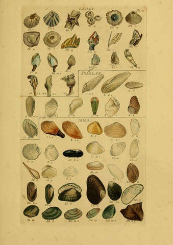 Reproducción/Reproduction 6073218906: Index testaceologicus London,Willis and Sotheran,1856