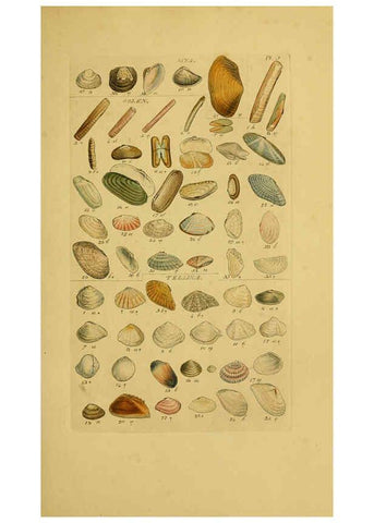 Reproducción/Reproduction 6073219112: Index testaceologicus London,Willis and Sotheran,1856