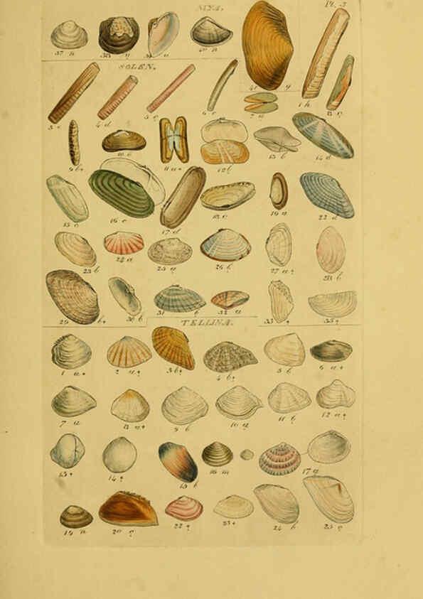 Reproducción/Reproduction 6073219112: Index testaceologicus London,Willis and Sotheran,1856