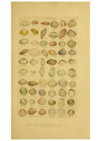 Reproducción/Reproduction 6073219346: Index testaceologicus London,Willis and Sotheran,1856