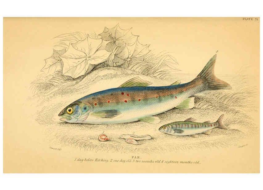 Reproducción/Reproduction 6072570893: The natural history of British fishes. v.1. Edinburgh,W. H. Lizars; [etc.]1843