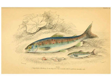 Reproducción/Reproduction 6072570893: The natural history of British fishes. v.1. Edinburgh,W. H. Lizars; [etc.]1843