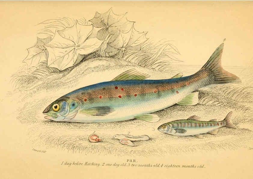 Reproducción/Reproduction 6072570893: The natural history of British fishes. v.1. Edinburgh,W. H. Lizars; [etc.]1843
