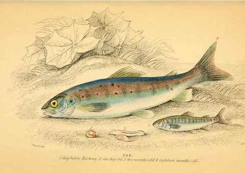 Reproducción/Reproduction 6072570893: The natural history of British fishes. v.1. Edinburgh,W. H. Lizars; [etc.]1843