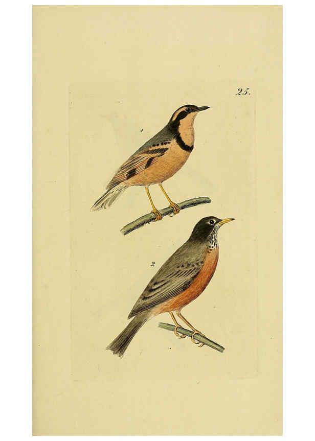 Reproducción/Reproduction 6069228635: Kupfertafeln zur Naturgeschichte der Vögel Frankfurt am Main :Johann David Sauerländer,1832-1833