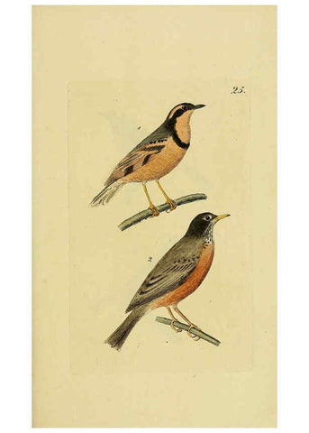 Reproducción/Reproduction 6069228635: Kupfertafeln zur Naturgeschichte der Vögel Frankfurt am Main :Johann David Sauerländer,1832-1833