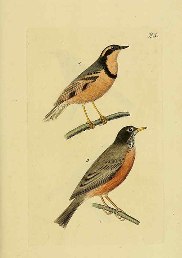Reproducción/Reproduction 6069228635: Kupfertafeln zur Naturgeschichte der Vögel Frankfurt am Main :Johann David Sauerländer,1832-1833