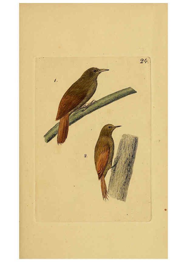Reproducción/Reproduction 6069228213: Kupfertafeln zur Naturgeschichte der Vögel Frankfurt am Main :Johann David Sauerländer,1832-1833