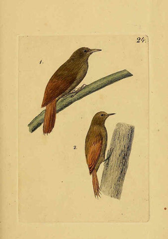 Reproducción/Reproduction 6069228213: Kupfertafeln zur Naturgeschichte der Vögel Frankfurt am Main :Johann David Sauerländer,1832-1833
