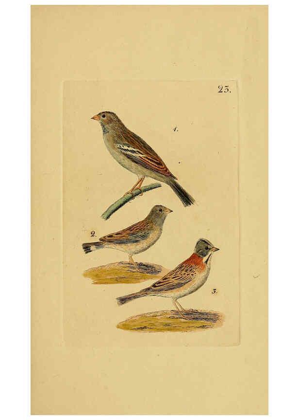 Reproducción/Reproduction 6069774318: Kupfertafeln zur Naturgeschichte der Vögel Frankfurt am Main :Johann David Sauerländer,1832-1833