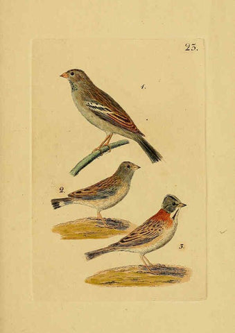 Reproducción/Reproduction 6069774318: Kupfertafeln zur Naturgeschichte der Vögel Frankfurt am Main :Johann David Sauerländer,1832-1833