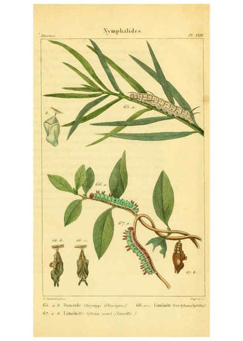 Reproducción/Reproduction 6059714408: Iconographie et histoire naturelle des chenilles Paris :G. Baillière;1849