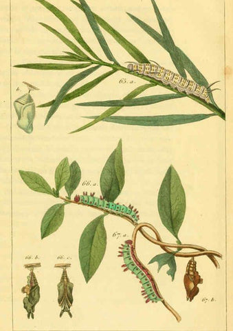 Reproducción/Reproduction 6059714408: Iconographie et histoire naturelle des chenilles Paris :G. Baillière;1849