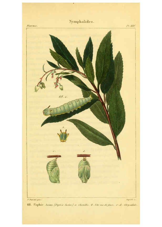 Reproducción/Reproduction 6059714732: Iconographie et histoire naturelle des chenilles Paris :G. Baillière;1849