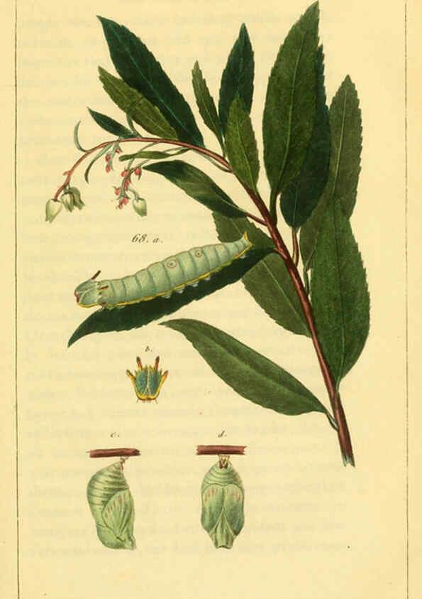 Reproducción/Reproduction 6059714732: Iconographie et histoire naturelle des chenilles Paris :G. Baillière;1849