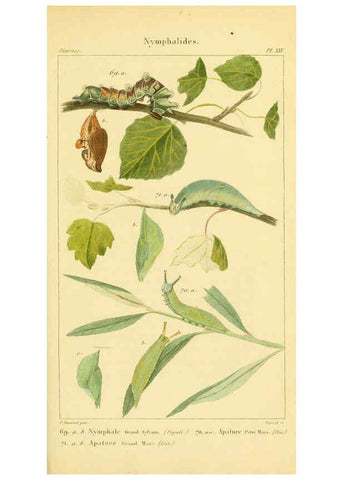 Reproducción/Reproduction 6059167503: Iconographie et histoire naturelle des chenilles Paris :G. Baillière;1849