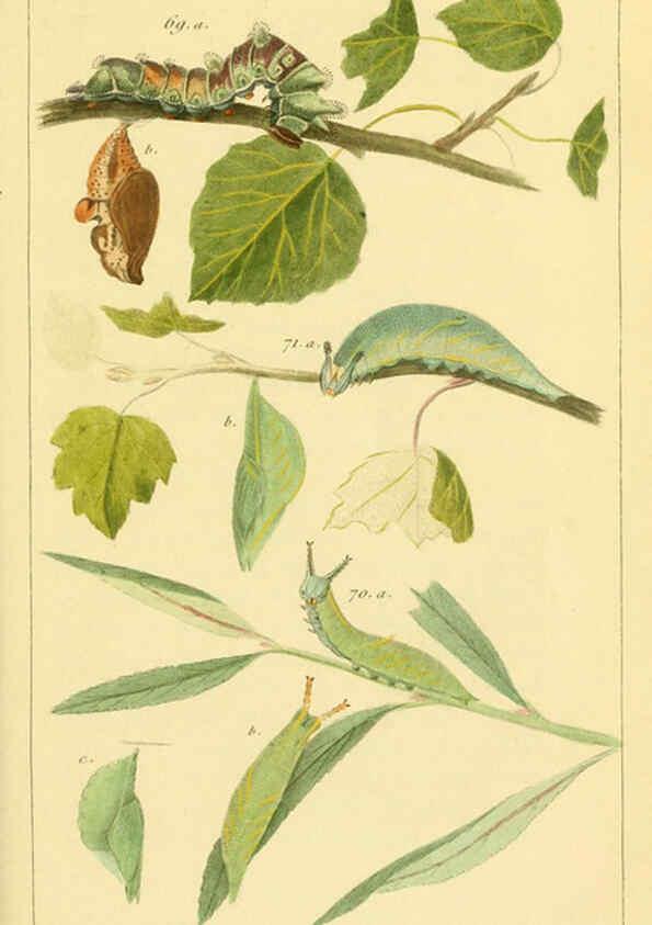 Reproducción/Reproduction 6059167503: Iconographie et histoire naturelle des chenilles Paris :G. Baillière;1849