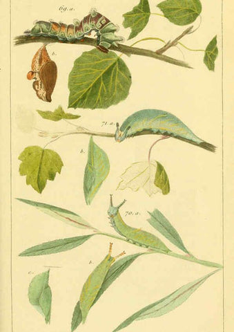 Reproducción/Reproduction 6059167503: Iconographie et histoire naturelle des chenilles Paris :G. Baillière;1849