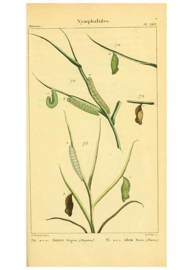 Reproducción/Reproduction 6059167851: Iconographie et histoire naturelle des chenilles Paris :G. Baillière;1849