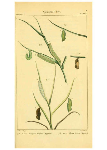 Reproducción/Reproduction 6059167851: Iconographie et histoire naturelle des chenilles Paris :G. Baillière;1849