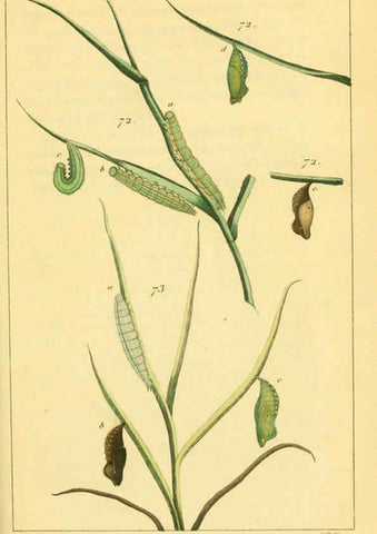 Reproducción/Reproduction 6059167851: Iconographie et histoire naturelle des chenilles Paris :G. Baillière;1849