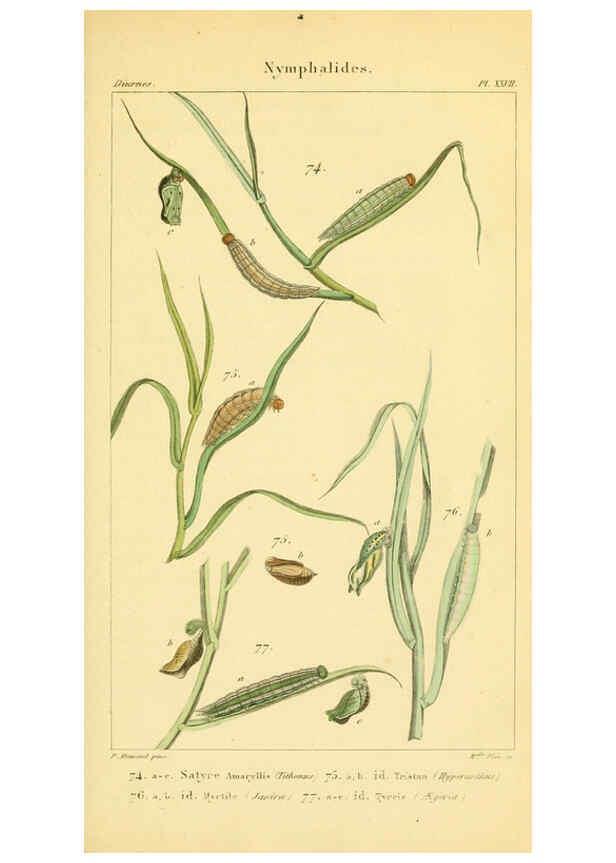 Reproducción/Reproduction 6059715574: Iconographie et histoire naturelle des chenilles Paris :G. Baillière;1849