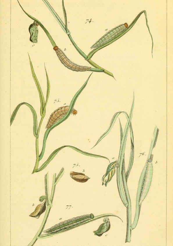 Reproducción/Reproduction 6059715574: Iconographie et histoire naturelle des chenilles Paris :G. Baillière;1849