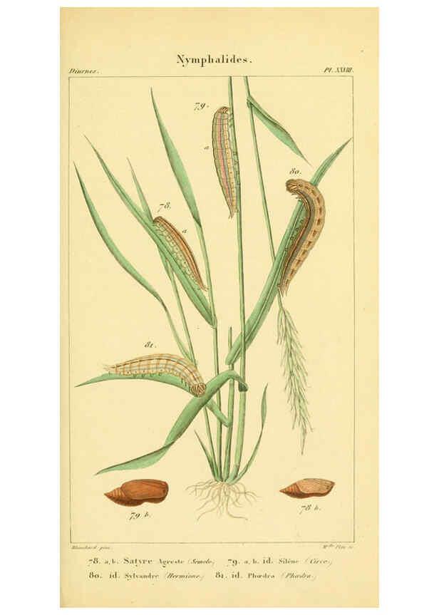 Reproducción/Reproduction 6059715872: Iconographie et histoire naturelle des chenilles Paris :G. Baillière;1849