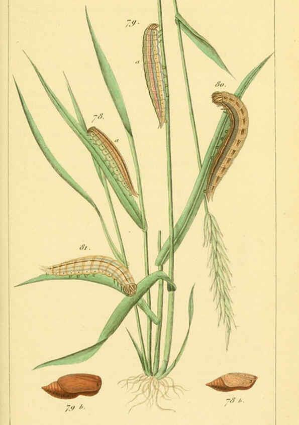 Reproducción/Reproduction 6059715872: Iconographie et histoire naturelle des chenilles Paris :G. Baillière;1849