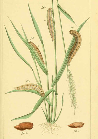 Reproducción/Reproduction 6059715872: Iconographie et histoire naturelle des chenilles Paris :G. Baillière;1849