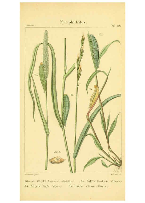 Reproducción/Reproduction 6059716192: Iconographie et histoire naturelle des chenilles Paris :G. Baillière;1849