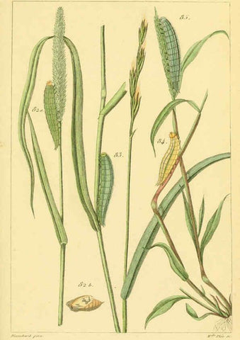 Reproducción/Reproduction 6059716192: Iconographie et histoire naturelle des chenilles Paris :G. Baillière;1849