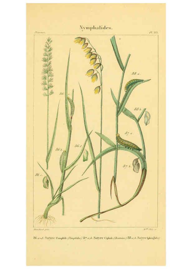 Reproducción/Reproduction 6059169019: Iconographie et histoire naturelle des chenilles Paris :G. Baillière;1849