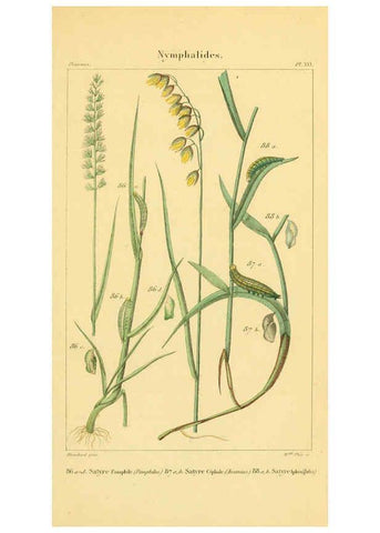 Reproducción/Reproduction 6059169019: Iconographie et histoire naturelle des chenilles Paris :G. Baillière;1849