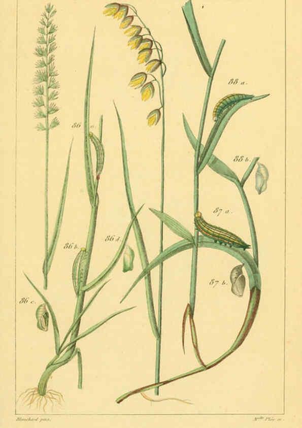 Reproducción/Reproduction 6059169019: Iconographie et histoire naturelle des chenilles Paris :G. Baillière;1849