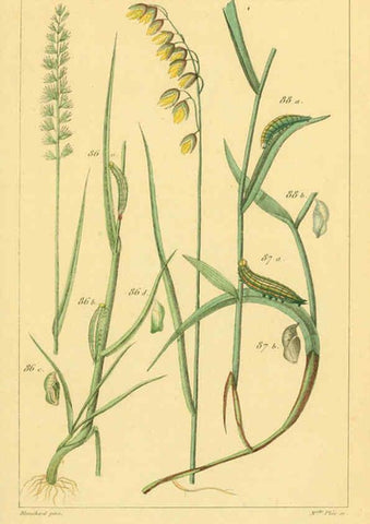 Reproducción/Reproduction 6059169019: Iconographie et histoire naturelle des chenilles Paris :G. Baillière;1849