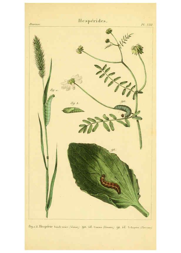 Reproducción/Reproduction 6059169341: Iconographie et histoire naturelle des chenilles Paris :G. Baillière;1849