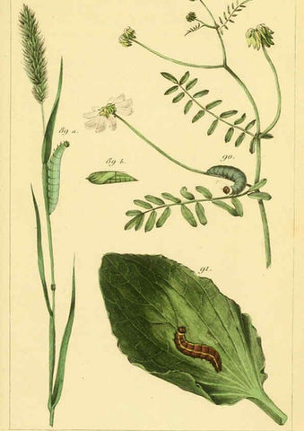 Reproducción/Reproduction 6059169341: Iconographie et histoire naturelle des chenilles Paris :G. Baillière;1849