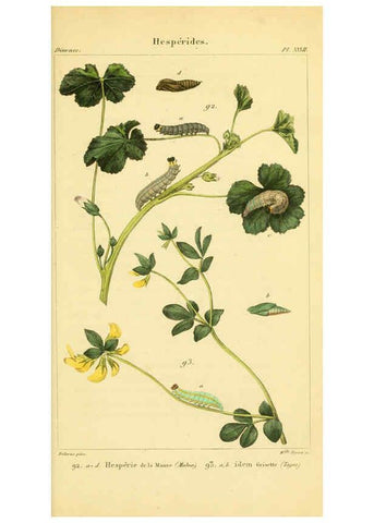 Reproducción/Reproduction 6059169625: Iconographie et histoire naturelle des chenilles Paris :G. Baillière;1849