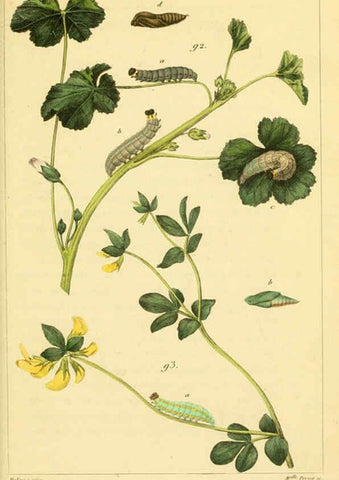 Reproducción/Reproduction 6059169625: Iconographie et histoire naturelle des chenilles Paris :G. Baillière;1849