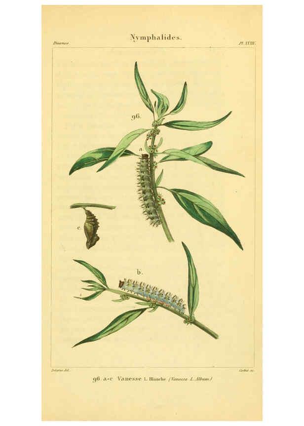 Reproducción/Reproduction 6059170189: Iconographie et histoire naturelle des chenilles Paris :G. Baillière;1849