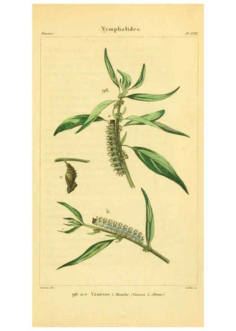 Reproducción/Reproduction 6059170189: Iconographie et histoire naturelle des chenilles Paris :G. Baillière;1849